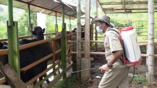 Elaboración de baño contra las garrapatas  La Finca de Hoy [upl. by Ydda666]