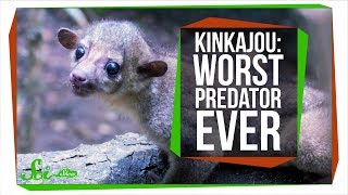 Meet the Worlds Worst Carnivore the Kinkajou [upl. by Yrnehnhoj]