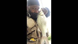 Maumee River White Bass Run 2021 [upl. by Brigid]