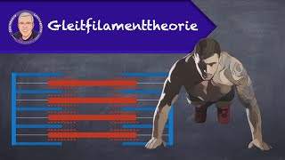 Gleitfilamenttheorie [upl. by Tiernan]