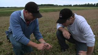 How cranberries are planted with Habelman Cranberries [upl. by Adner310]