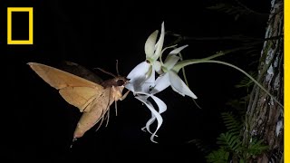 Rare Ghost Orchid Has Multiple Pollinators  Short Film Showcase [upl. by Artemisa720]