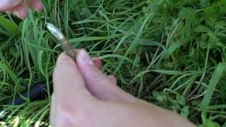 Edible Wild Plants Wild Carrot  Daucus carota Wilderness Survival skills and courses [upl. by Dorehs]