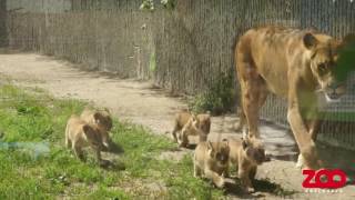 Fem friske løveunger lukkes ud  Copenhagen Zoo [upl. by Aitsirk]