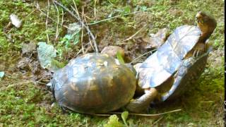 Box Turtles Mating Graphic Part 1 of 3 [upl. by Atenek363]