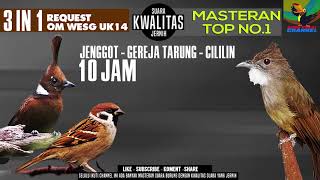 Masteran Best Kompilasi  Suara burung Cucak jenggot  cililin  Gereja tarung requestmastering33 [upl. by Netniuq]