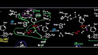 Biochemistry  Mammalian Cytochrome c Oxidase Mechanism [upl. by Lizned]