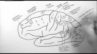 Brain Anatomy 2  Functional Cortical Anatomy Lateral Surface [upl. by Airitac]