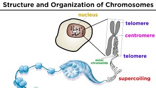 Chromosome Structure and Organization [upl. by Frick]