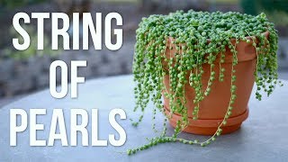 String of Pearls Care Guide  Garden Answer [upl. by Cailean]