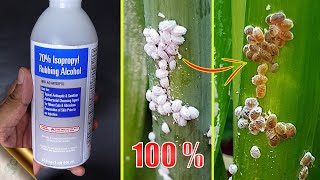 10 EASY WAYS TO TREAT MEALYBUGS AND APHIDS ON PLANTS [upl. by Lidda]