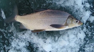 How to catch Lake Whitefish  Underwater Action Shots [upl. by Yelreveb]