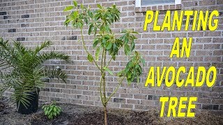 Planting Avocado Trees Important Things You Must Know [upl. by Ecniv871]