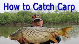 How to Catch Carp  for Beginners [upl. by Euqinehs162]