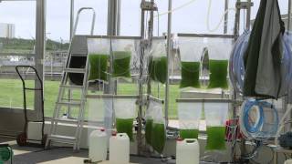 Kalundborg E4Water Using microalgae to convert industrial wastewater into high value byproducts [upl. by Hareenum]