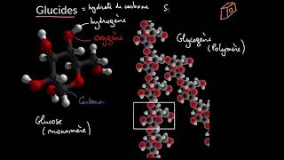 Introduction aux glucides [upl. by Caldeira356]