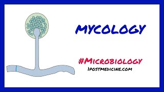 Introduction to Mycology  Microbiology [upl. by Annice134]