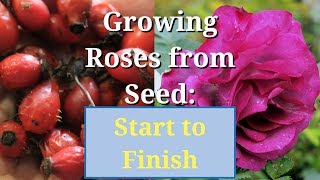 Grow Roses from Seed Start to Finish [upl. by Atiekal]