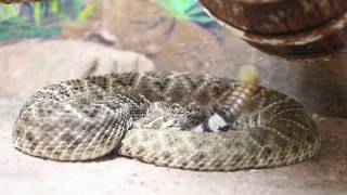 Rattlesnake Rattles [upl. by Picco]