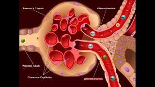 USMLE® Step 1 High Yield Nephrology Diuretics [upl. by Iahs]