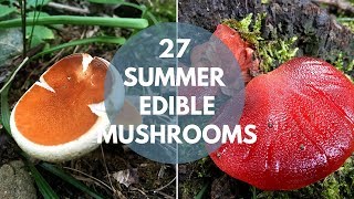 Wild Mushrooms You Can Eat Summer Edition [upl. by Llerrud]