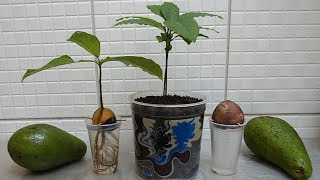 HOW TO GROW AVOCADO TREE FROM SEED [upl. by Sethrida229]