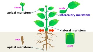 Types of Plant Cells [upl. by Boland]