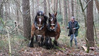 A team of 2 Belgian draft horses pull a long and heavy log [upl. by Knobloch245]