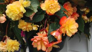 Tuberous Begonias Brighten Shady Gardens [upl. by Hola]