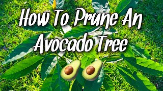 How To Prune An Avocado Tree [upl. by Dobson]