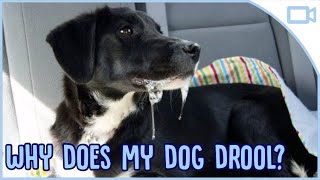 Why Does My Dog Drool So Much [upl. by Iand]