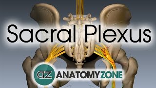 Sacral Plexus  Anatomy Tutorial [upl. by Ekud]