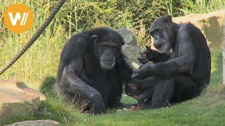 Schimpanse  Unsere Tierwelt Kurze Tierdokumentation [upl. by Lyle217]