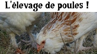 Lœuf ou la poule [upl. by Thea]