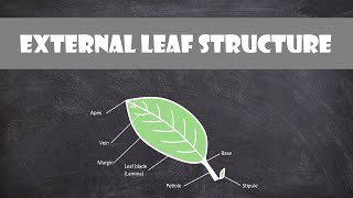 External Leaf Structure  Plant Biology [upl. by Tapes]