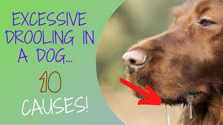 🐶EXCESSIVE DROOLING IN A DOG What Does It Mean [upl. by Eliseo]