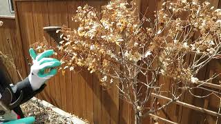 Howto prune a tree Hydrangea [upl. by Anniken]