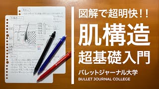 肌構造について【美肌・コラーゲン・エラスチン・ヒアルロン酸・ターンオーバーを分かりやすく解説】 [upl. by Shutz]