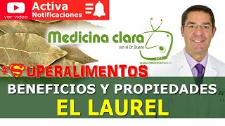 Laurel beneficios y propiedades ¿por qué se dice dormise en los laureles   Medicina Clara [upl. by Karleen]