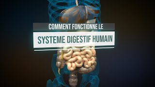 Comment fonctionne le système digestif humain  Animation [upl. by Ia]