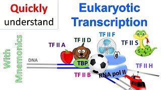 Eukaryotic Transcription [upl. by Esinned]