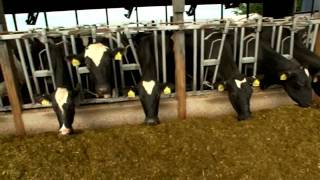 Dairy Farming Documentary [upl. by Antonio]