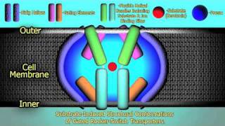 The Mechanism of Prozac  HD [upl. by Kenyon]