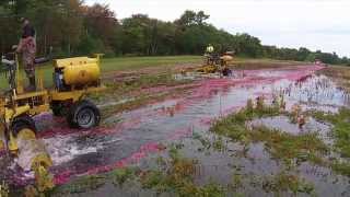 The Life Cycle of a Cranberry Harvest [upl. by Gally807]