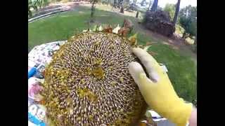 HowTo Harvest Sunflower Seeds [upl. by Nagle822]