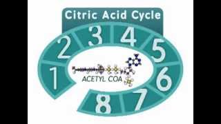 The Citric Acid Cycle An Overview [upl. by Naujahs]