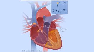 Electrical Conduction System of the Heart [upl. by Enomor243]