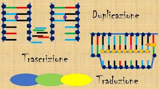 Mini lezione struttura e funzioni del DNA [upl. by Zebulon136]