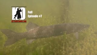 Musky Fishing with Bucktails produces BIG Fish [upl. by Olnek]