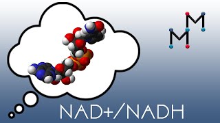 NADNADH Mechanism amp Coenzyme Chemistry [upl. by Annairam]